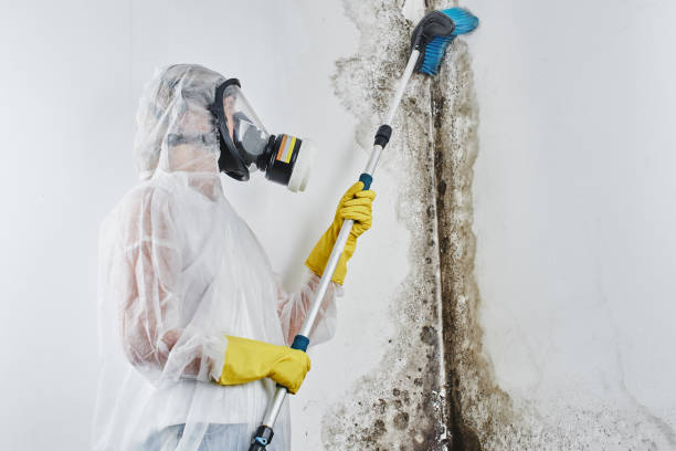 Trusted Kittanning, PA Mold Remediation Experts